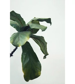 Vegán bőrápolás: Mit jelent és miért érdemes ezt választani?